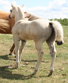 2009 palomino filly - Dot x Zippos Tom Dooley