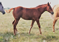 2017 Chestnut filly - Frosts Jasmine Drift x Zippos Tom Dooley