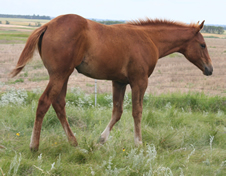 2013 chestnut filly - Frosts Jasmine Drift x Zippos Tom Dooley