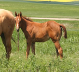 2015 chestnut filly - Frosts Jasmine Drift x Zippos Tom Dooley