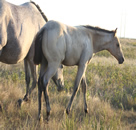 2018 Buckskin colt - Honey x Freckles Jaxa Doc