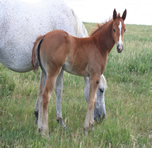 2009 chestnut filly - Zippos Tom Dooley x Honey