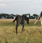 2019 gray filly - honey x Freckles Jaxa Doc