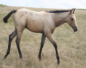 2021 Buckskin stud colt - Badgers Blue Freckles x Freckles Jaxa Doc