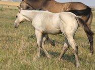 2022 Buckskin Stud colt - Badgers Blue Freckles x Freckles Jaxa Doc