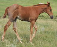 2025 Badgers Blue Freckles x HA Zanna Light