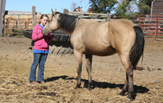 2011 buckskin stud colt  - Trendy Bar Gal x Freckles Jaxa Doc 