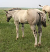 2025 Legacy x BZ Burnin for Larame