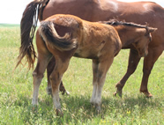 2009 bay filly - Jaxas Lil Command x Zippos Tom Dooley