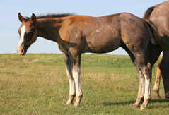 2014 roan stud colt - Frosts Jasmine Drift x Badgers Blue Bandit