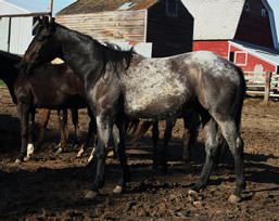 2012 blue roan gelding - Justa Major Sweety x Badgers Blue Bandit
