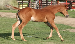 2015 chestnut filly - Zippos Tom Dooley x GB