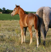 2018 gray filly - Dooleys Shimmer Gal x Freckles Jaxa Doc
