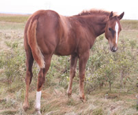 2016 chestnut filly - Shimmer x Zippos Tom Dooley