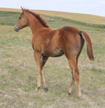 2021 Chestnut filly - Dooleys Shimmer Gal x Freckles Jaxa Doc