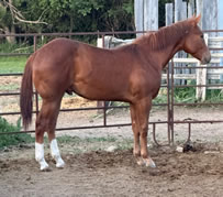 2024 Chestnut gelding - Dooleys Shimmer Gal x HA Zanna Light