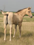 2025 Dooleys Shimmer Gal x BZ Burnin for Larame