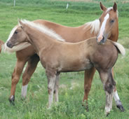 2010 palomino stud colt - Zippos Tom Dooley x RWS Young Sunshine