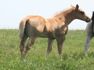 2015 palomino stud colt - RWS Young Sunshine x Zippos Tom Dooley