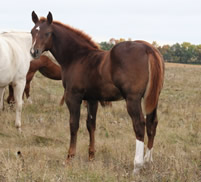 2016 chestnut stud colt - RWS Young Sunshine x Zippos Tom Dooley