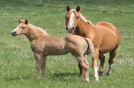 2014 palomino stud colt - RWS Young Sunshine x Zippos Tom Dooley