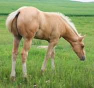 2012 palomino stud colt - RWS Young Sunshine x Zippos Tom Dooley