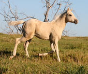 2017 palomino filly - Just a Major Sweety x Zippos Tom Dooley