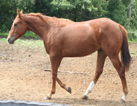 2007 gelding - Zippos Tom Dooley x Just A Major Sweety
