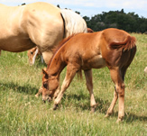 2009 sorrel filly - Zippos Tom Dooley x Just a Major Sweety