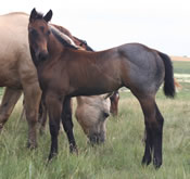 2012 blue roan stud colt - Justa Major Sweety x Badgers Blue Bandit