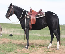 2004 mare - Bird Chex x RWS Rio San Peppy