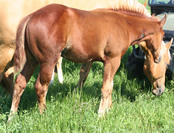 2008 sorrel stud colt - Thomplittl x RWS Rio San Peppy
