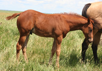 2009 chestnut stud colt - Zippos Tom Dooley x Zippos String of Pearls