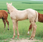 2012 palomino stud colt - Zippos String of Pearls x Zippos Tom Dooley
