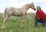 2013 palomino stud colt - Zippos String of Pearls x Zippos Tom Dooley