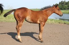 2014 bay filly Zippos String of Pearls x Zippos Tom Dooley