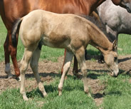 2015 buckskin stud colt - Zippos String of Pearls x Zippos Tom Dooley