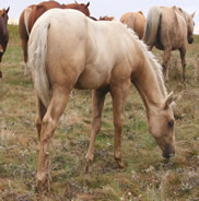 2016 palomino stud colt - Zippos String of Pearls x Zippos Tom Dooley