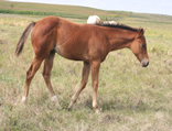 2021 Bay stud colt - Zippos String of Pearls x Zippos Tom Dooley