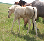 2009 palomino stud colt - Zippos tom dooley x Jaxas Lil Freckle