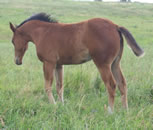 2010 bay filly Zippos Tom Dooley x Jaxas Lil Freckle