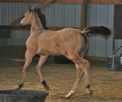 2016 buckskin filly - Buttermilk x Zippos Tom Dooley