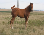2017 Chestnut stud colt - RWS Zan Par Sonora x Zippos Tom Dooley