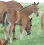 2010 bay stud colt - Freckles Jaxa Doc x RWS Zan Par Sonora 