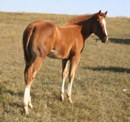 2020 Chestnut filly - RWS Zan Par Sonora x Zippos Tom Dooley